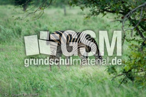 Zebra (28 von 28).jpg